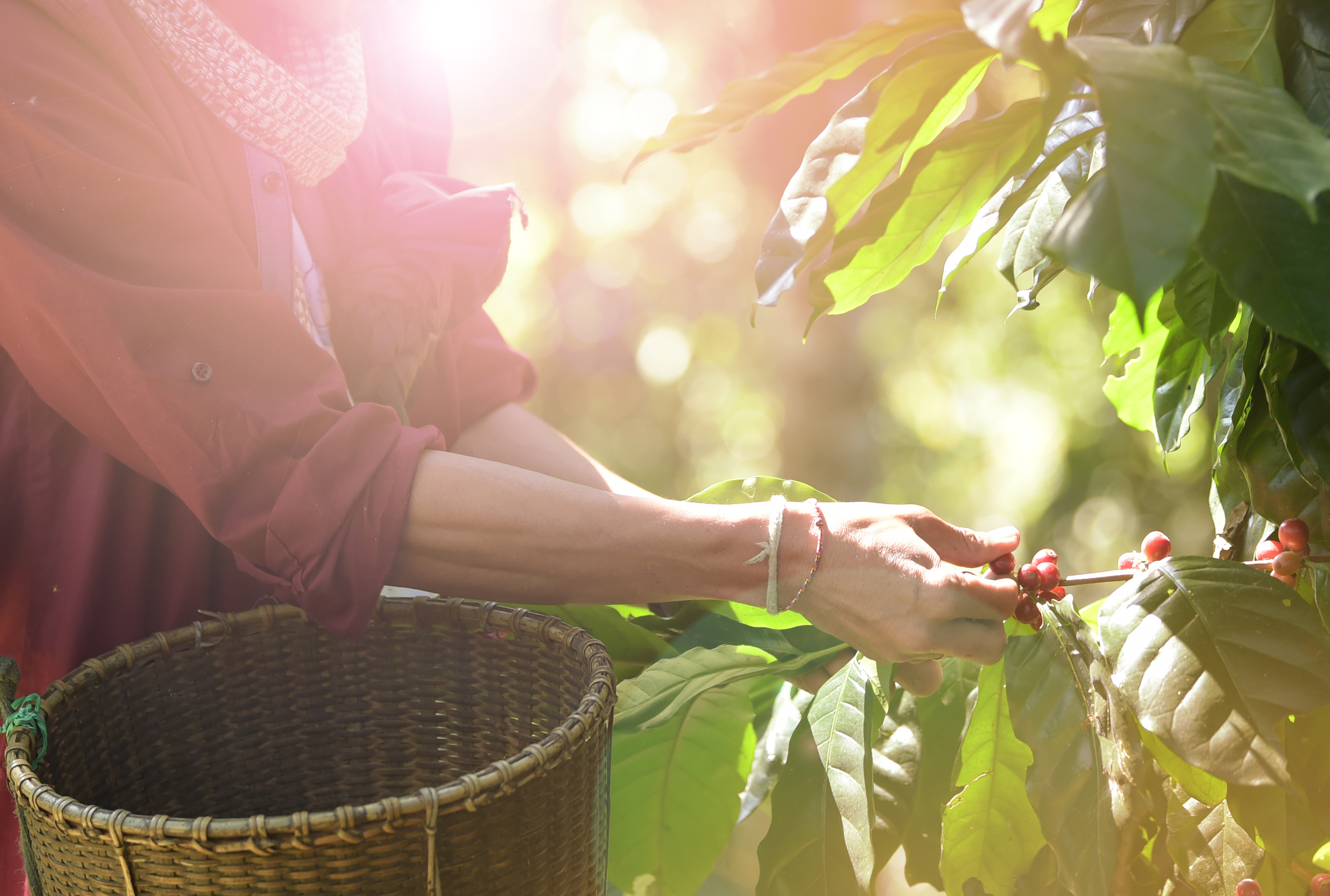 Coffee beans ripening on a tree.