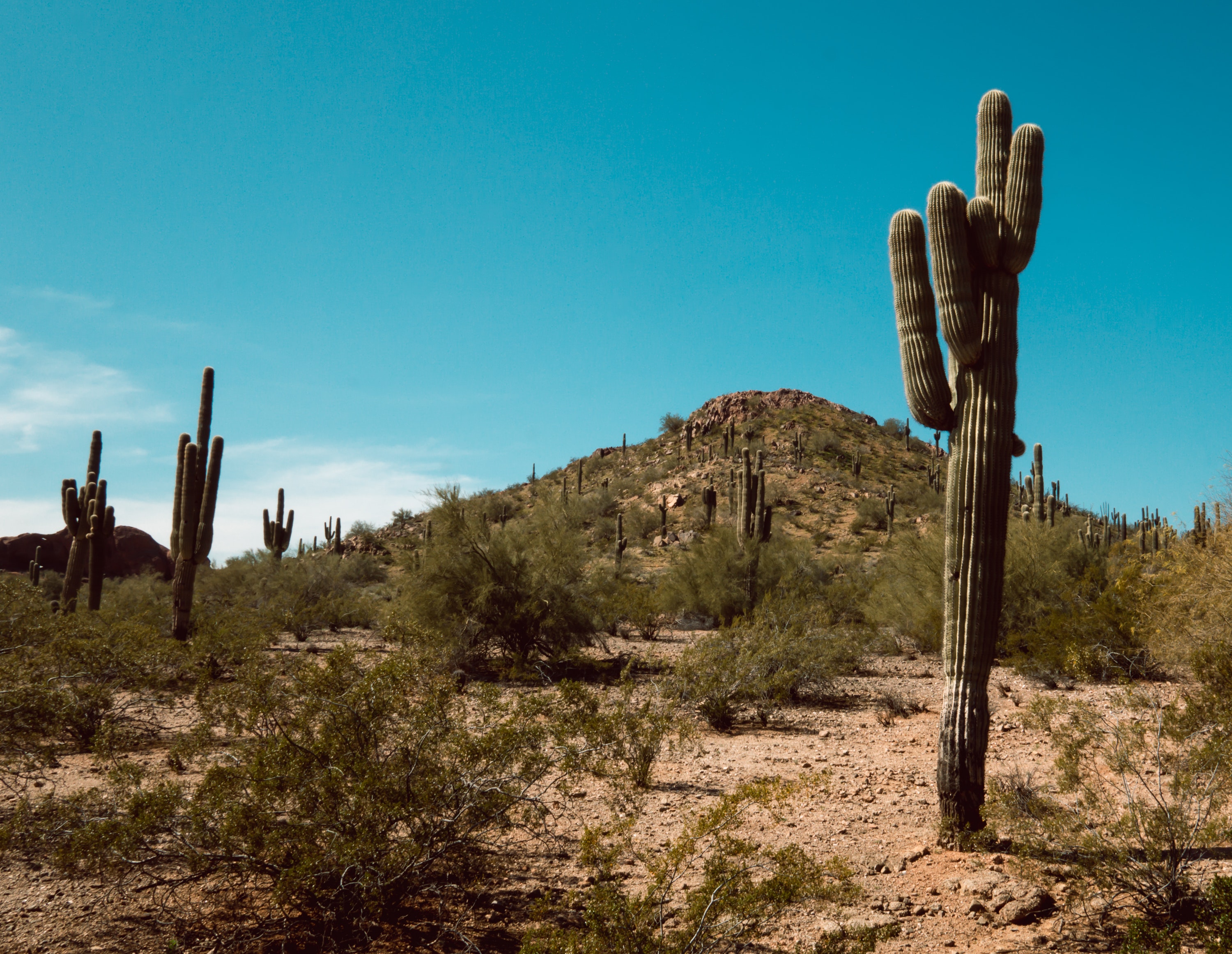 The Arizona desert.