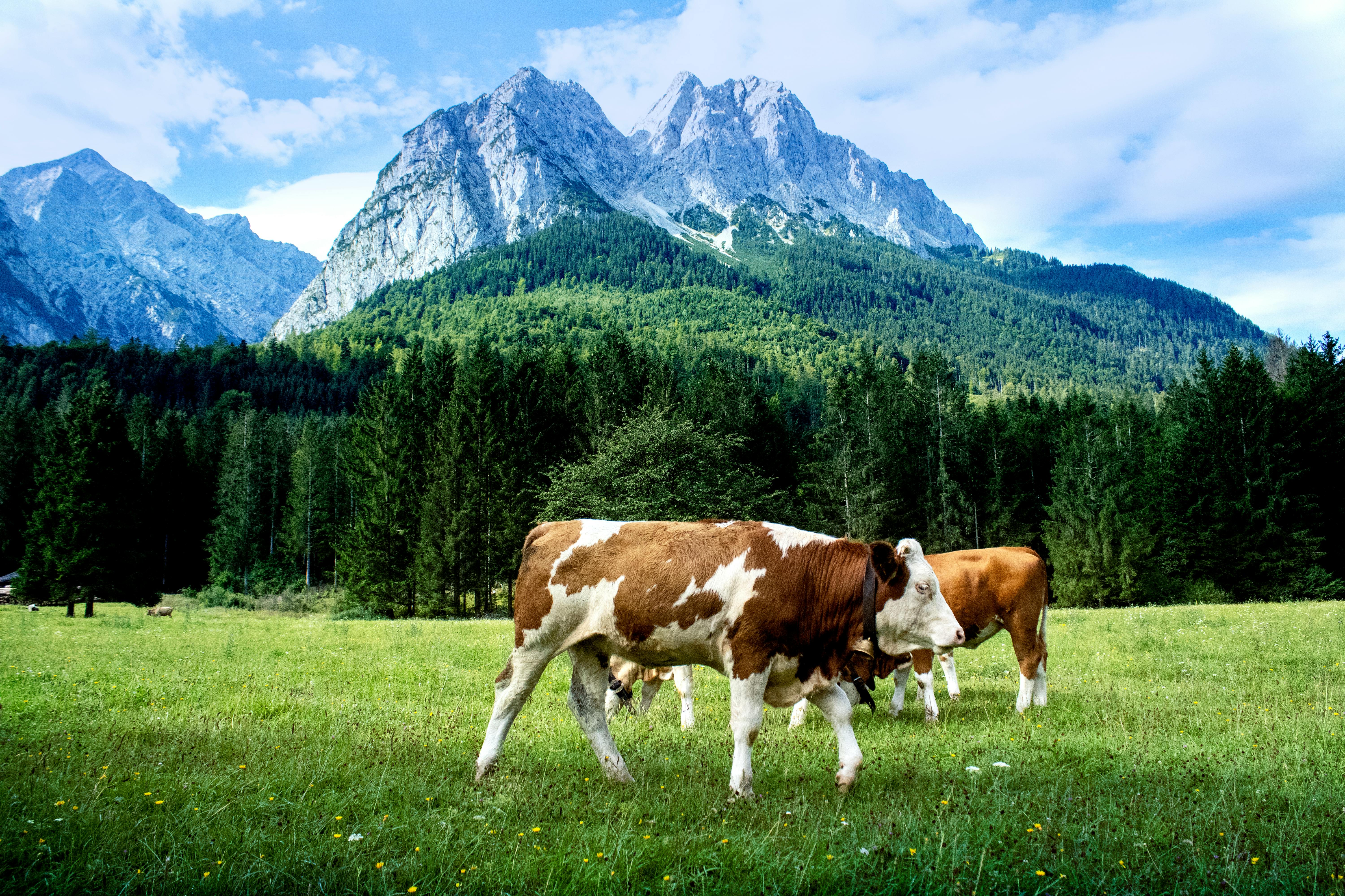 cows on pasture land