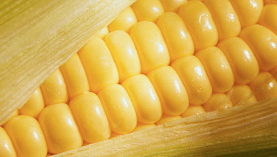 Corn-KNOW.jpg