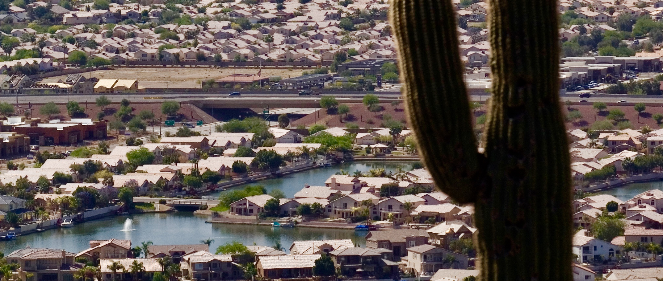 Arizona cactus overlooking city of homes