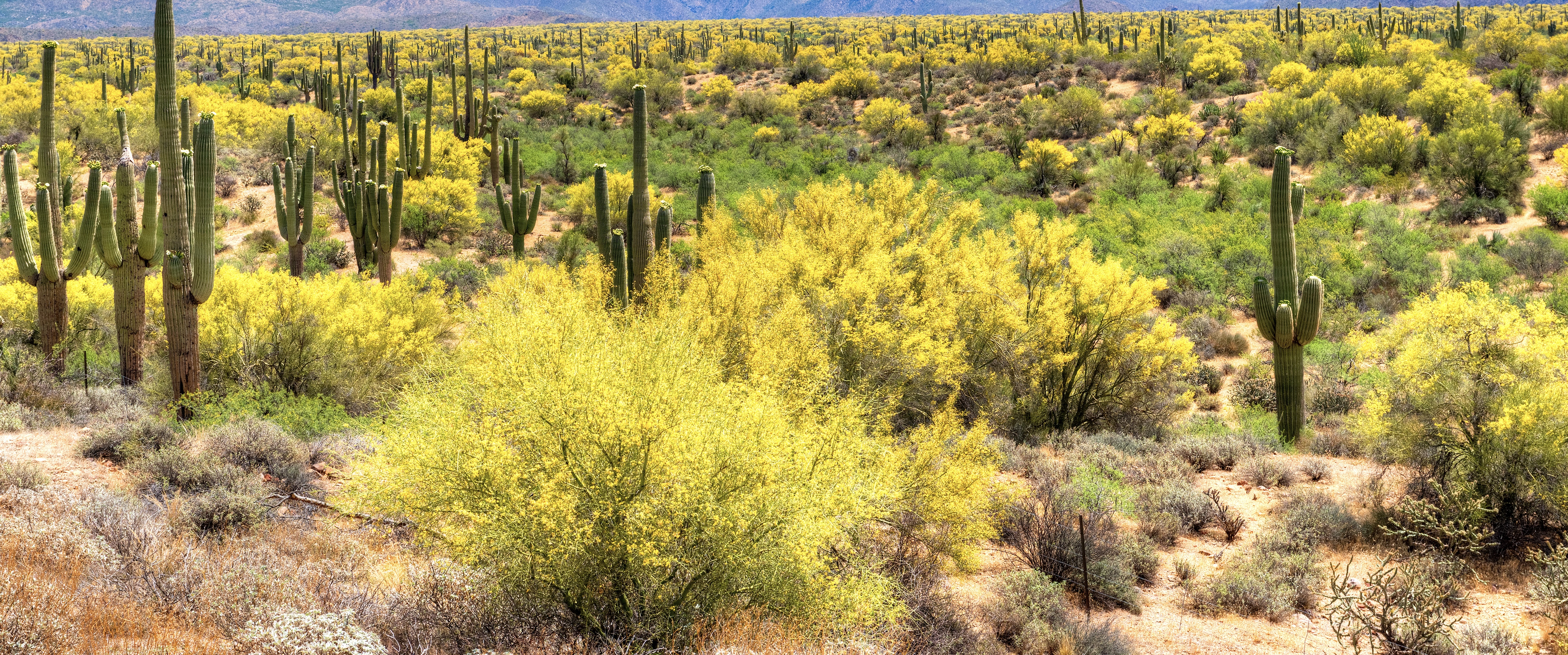 Arizona cacti in desert with yellow bushes