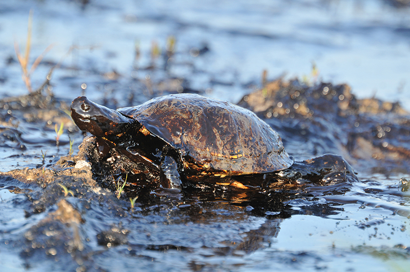 web-value-of-damage-caused-by-bp-oil-spill.jpg