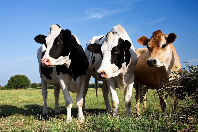 web-what-in-the-sam-hill-are-cows-doing-on-sand-hill-road-.jpg