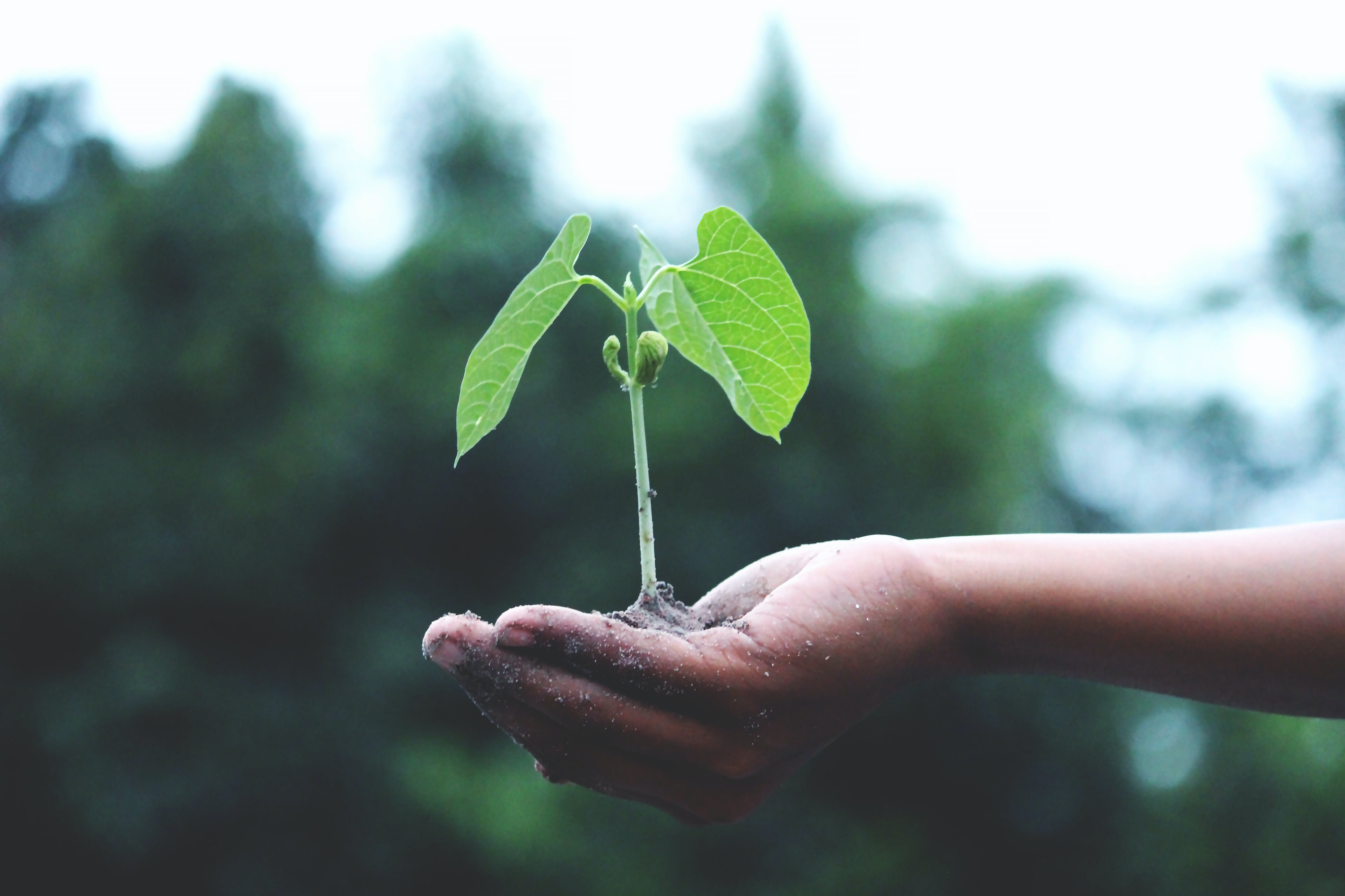 Person holding small tree.