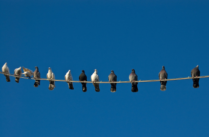Birds-on-a-wire.jpg Birds-on-a-wire.jpg