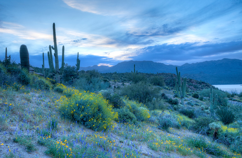 Desert-sunrise-spring-IDEAS.jpg Desert-sunrise-spring-IDEAS.jpg