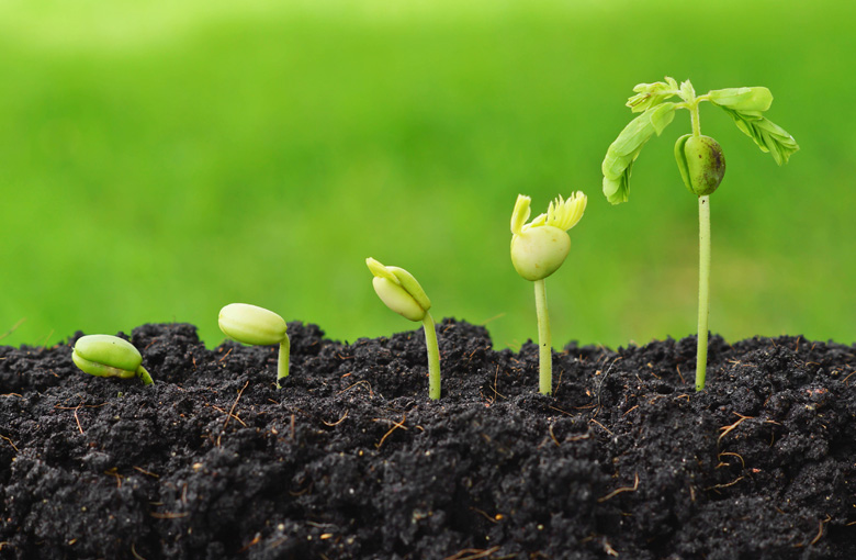 Seedlings-IDEAS.jpg Seedlings-IDEAS.jpg