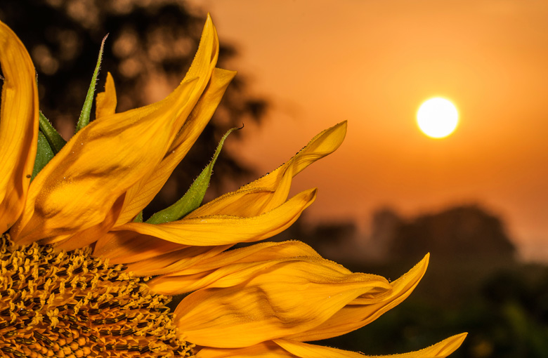 Sunflower-IDEAS.jpg Sunflower-IDEAS.jpg