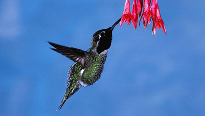 employees-like-it-consumerization--can-managers-live-with-what-it-might-mean-to-deployment-HummingbirdKNOW.jpg employees-like-it-consumerization--can-managers-live-with-what-it-might-mean-to-deployment-HummingbirdKNOW.jpg
