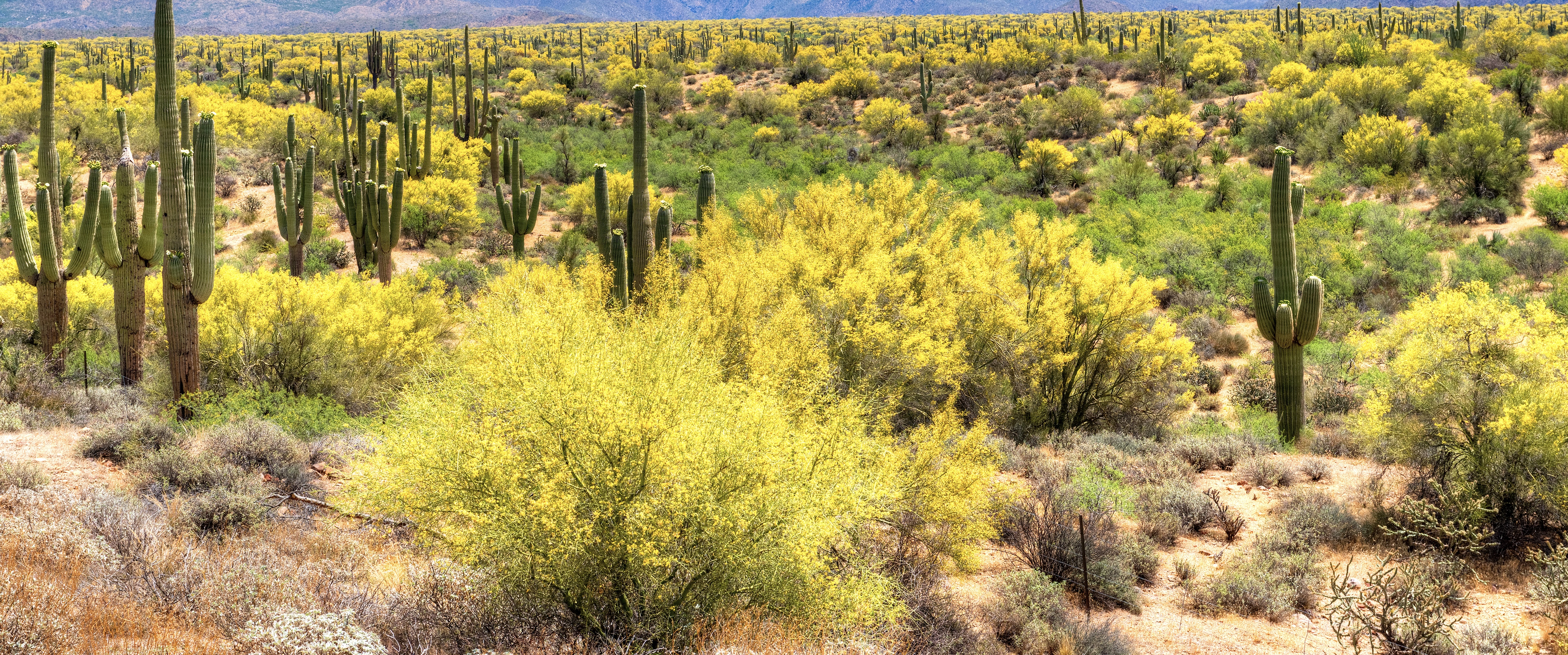 Arizona cacti in desert with yellow bushes Arizona cacti in desert with yellow bushes