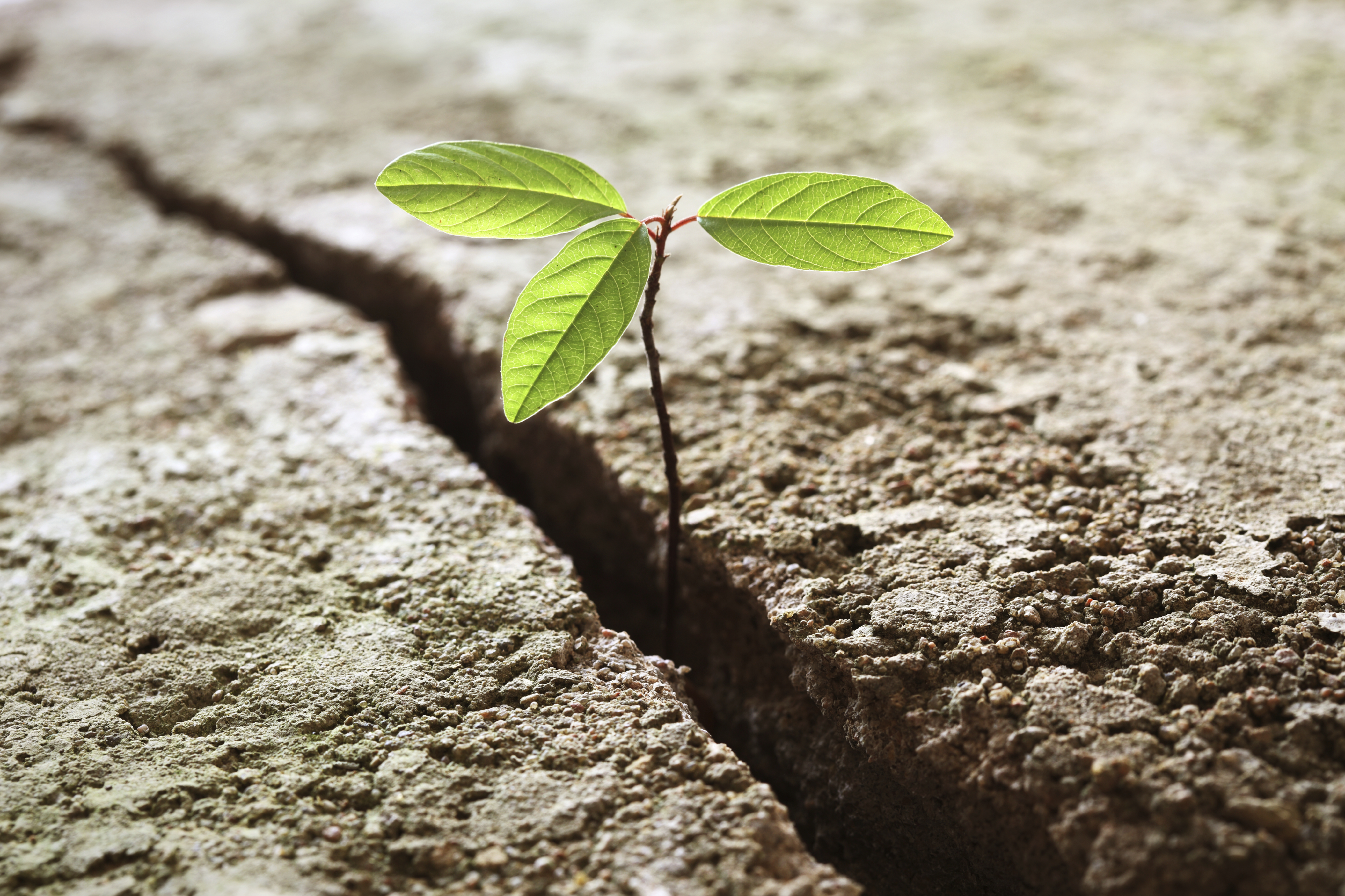 plant-growing-from-crack.jpg plant-growing-from-crack.jpg